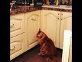 Жизнь рыжего кота Гарри