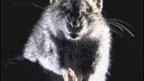 Electrosodomizer- Szczurozaur