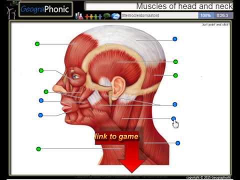 anatomy ehersisyo, kaunoran sa ulo ug liog