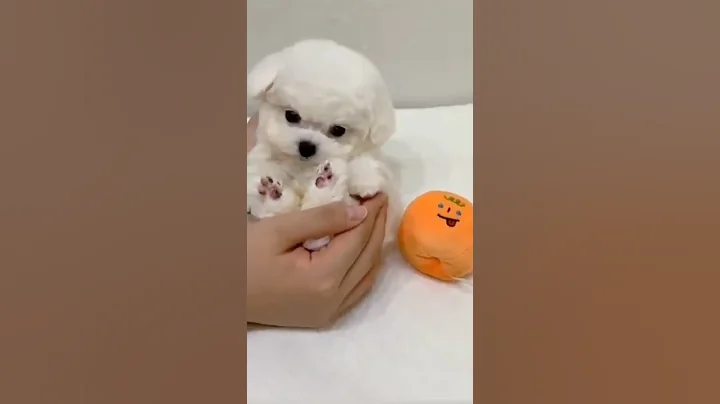 Video 3162051: cat dog funny compilation, cutekitten funnycatvideo, funniest cutest compilation, enjoy funniest compilation, laugh funny cat