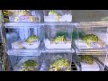 大量のカエルを総メンテ【クランウェルツノガエル 飼育】Cranwell's horned frog