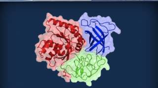 Biochimica strutturale  Proteine ed enzimi