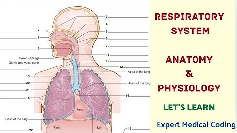 Respiratory system anatomy and physiology|Medical coding course|Medical coding classes|Interview|