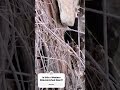 THE LIZARDS ARE OUT #lizard #morphology, #microstructure, #dorsalscales