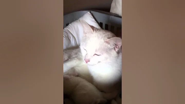 Watch the video about White Turkish Angora cat with 2 little baby's two different eyes blue and yellow