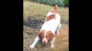 Urban Brittany: Life of a City dog by Canis Amator 6,038 views 4 years ago 5 minutes, 52 seconds