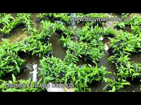 Video Dương xỉ lá hẹp bám lũa-thuymoc.com.vn - youtube