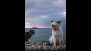 Kedi Videoları Komik Edit