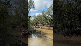 Khách du lịch về miền tây trải nghiệm đi đò chèo. #travel #vietnam #vietnamcountryside #hochiminh