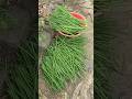 বাগানের সজনে গাছটার ডাল কাটা হয়েছে #moringa #sojnedata #gardening #mygarden #sojneful
