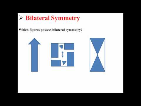 Bilateral Symmetry