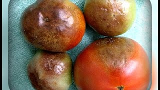 видео ФИТОФТОРОЗ - Эпидемия началась! Обрабатываем вместе со мной помидоры, огурцы от фитофторы!
