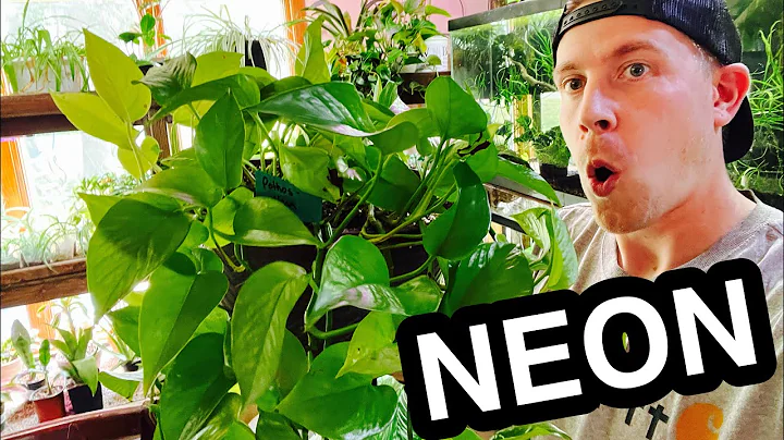 Neon Pothos Plant Care in 4 Easy Steps