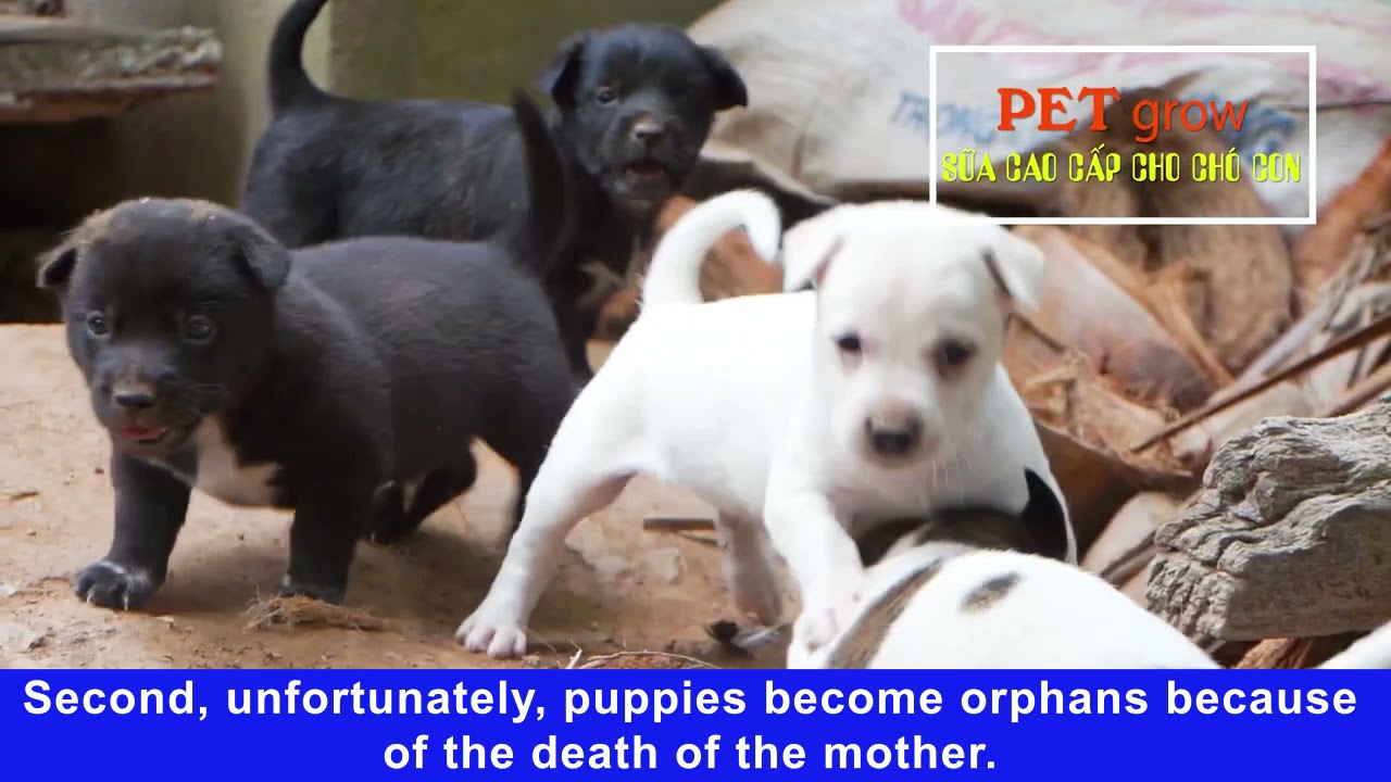 Can You Reheat Puppy Milk