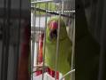 Phone dekhne wala mitthu #parrot #talkingparot #birds #shortsfeed