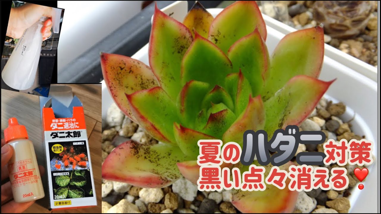 夏葉ダニ対策 多肉に黒い点々見つかったら 葉ダニ薬剤散布しましょう 関東ではお盆中曇り雨で 雨が止んだ夕方に薬剤を散布しました 薬剤に詳しくない私でも出来ましたので 皆さんもやってみましょう Youtube
