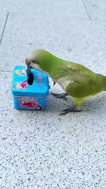 💰 Smart Lovebird Piggy Bank Challenge! 🐦✨#Lovebird #SmartBird #ParrotTricks #cutebirds #lovebirds