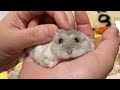動物動画でよくあるシリーズ。なでなでやめたら「まだだ！」と言ってくるハムスター【こんぺいマーチ】