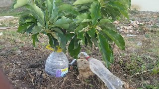 OLVIDATE DE REGAR TUS PLANTAS DURANTE DIAS. GOTEOS CASERO FACIL Y RAPIDO DE HACER.