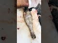 Fish cutting😻 #viralvideo #foryou #fishcutting #cute #highlights