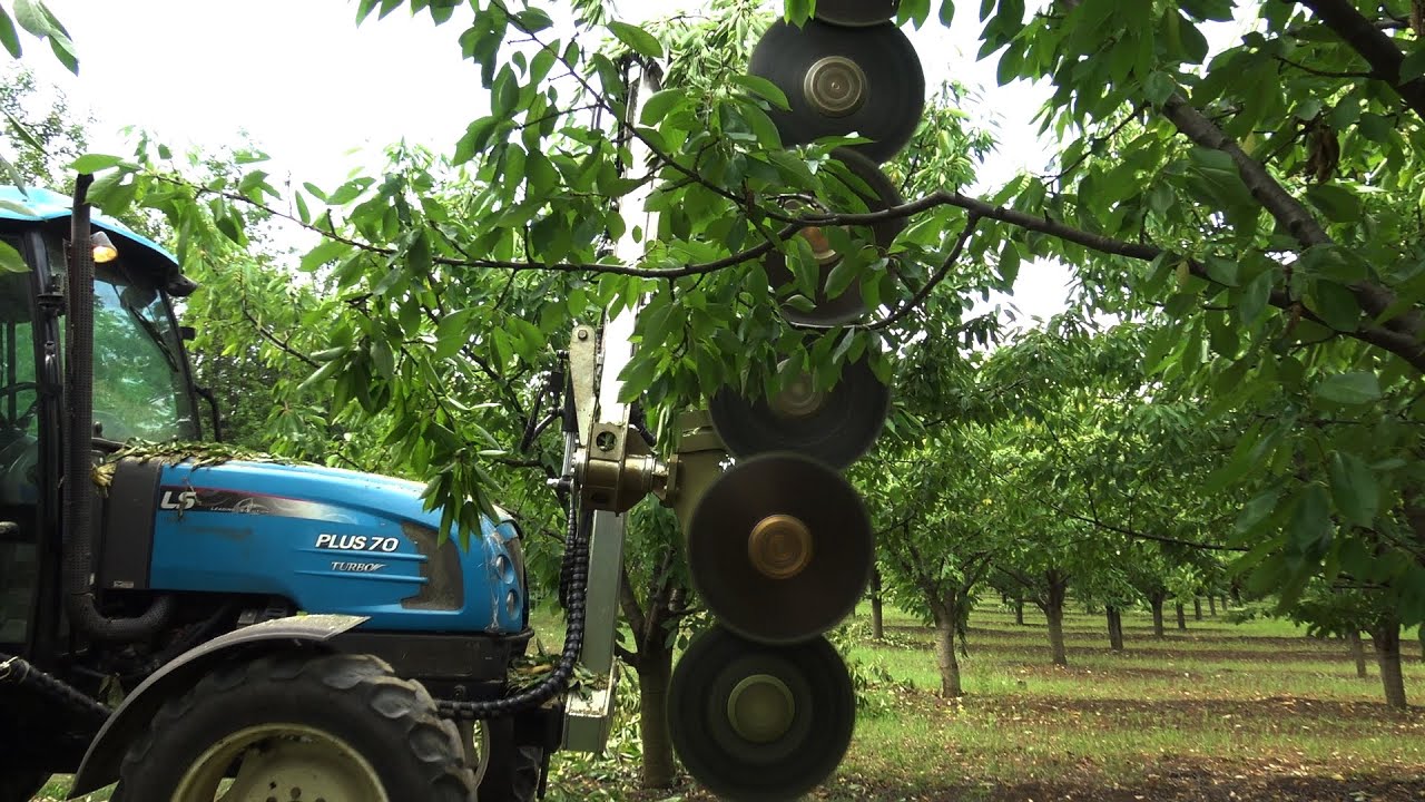 Jumar Agricola PF 605 p Machine tree pruning   Контурна Резитба  На Черешови Насаждения