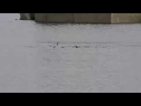 Tory Island dog swimming with dolphin