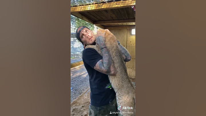 The Sweetest Bobcat in the World