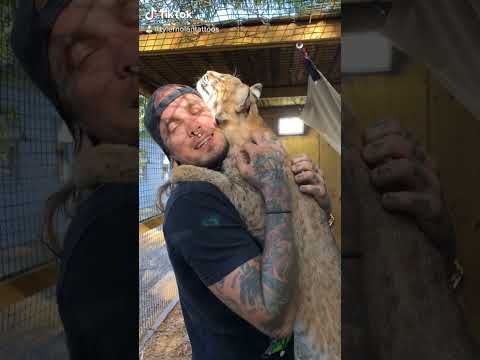 Video: Exotic Pet Care: Bobcats kot hišne živali