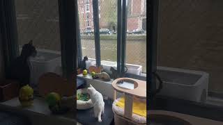 Did You Know There&#39;s a Floating Cat Boat in Amsterdam?