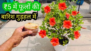 गुड़हल पर खिलेंगे 1000 से ज्याद फूल किचन में राखी चीज डाल दो by Green gold garden 12,168 views 1 month ago 13 minutes, 41 seconds