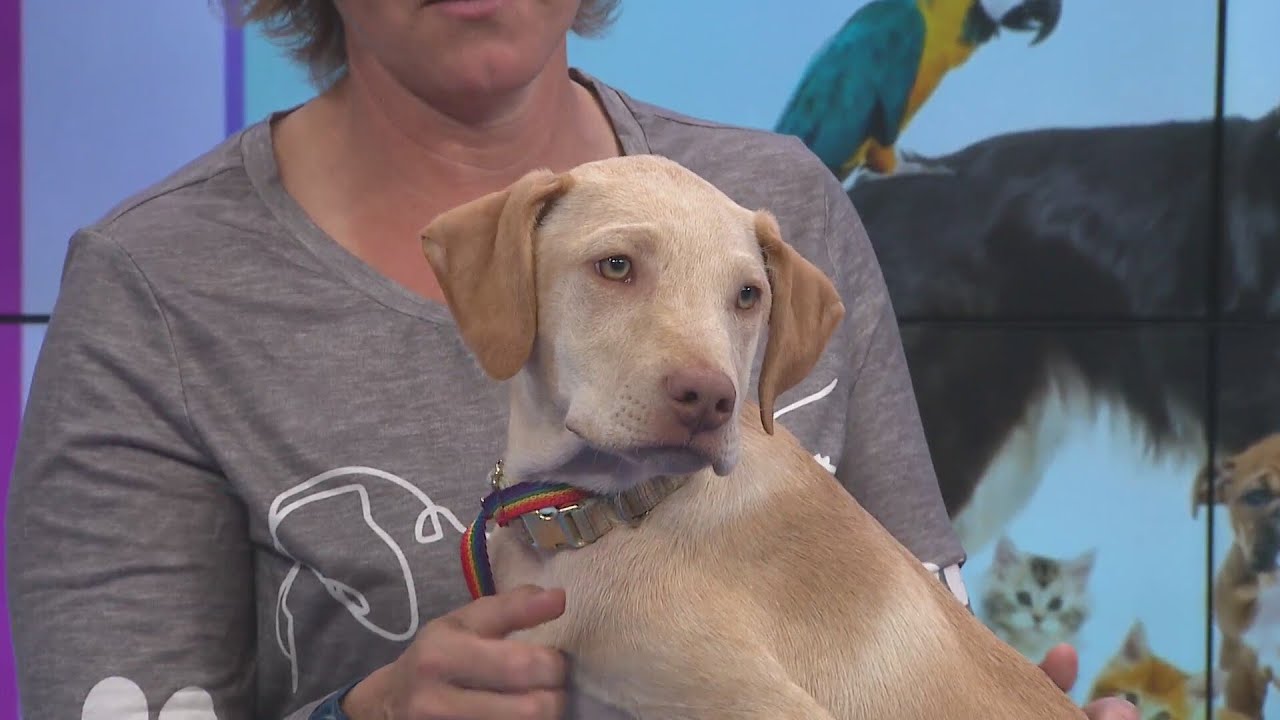 Two pups in a litter of seven visit, fosters needed for New Beginnings