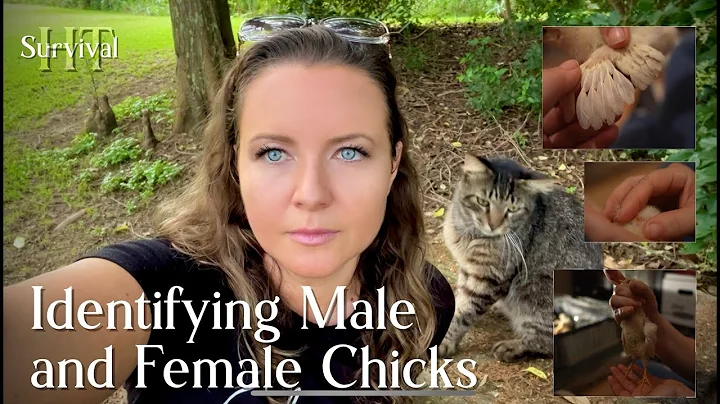 How to Identify Male and Female Chicks
