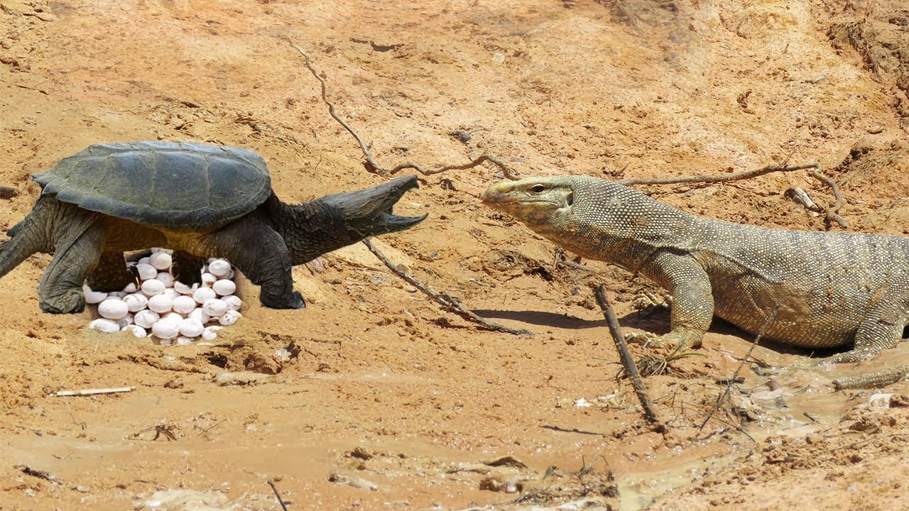 Monitor Lizard Stalks Turtle Nest Monitor Lizard Vs Turtle Monitor monitor-lizard-stalks-turtle-nest-monitor-lizard-vs-turtle-monitor