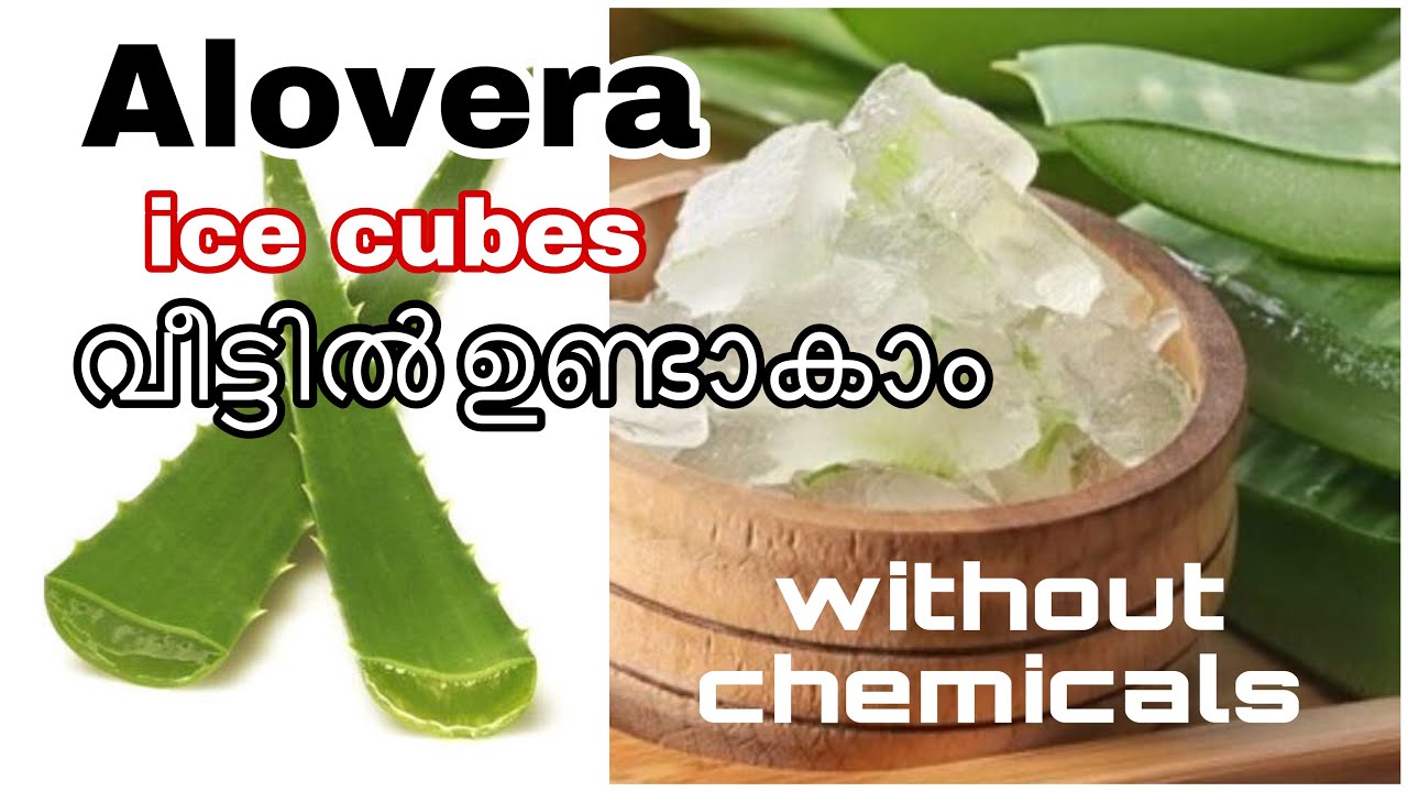 How to make Aloe Vera gel /Aloe vera ice cubes at home in malayalam/