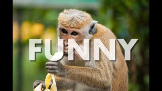 SWEET AND SILLY / Funny Amusing Children Animals Comedy Instrumental Background Music For Videos screenshot 3
