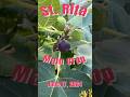 As I reflect back on the 2024 fig season, I have to go back to the 1st of the year - St Rita!