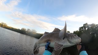 MONSTER Black Drums on Artificial in Tampa Bay Backcountry