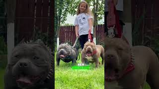 The American Bully: Looks Like a Bodybuilder, Acts Like a Princess! 🐶💪