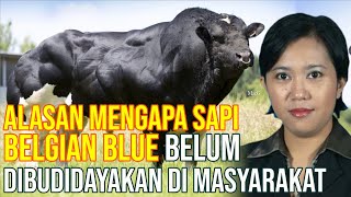 Alasan Mengapa Sapi Belgian Blue Belum Dibudidayakan Di Indonesia