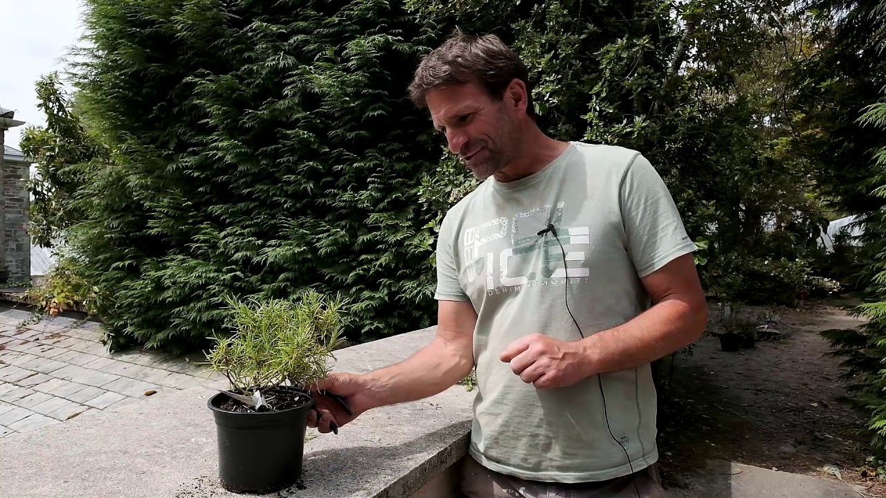 Pruning Rosmarinus/Rosemary - Burncoose Nurseries - YouTube