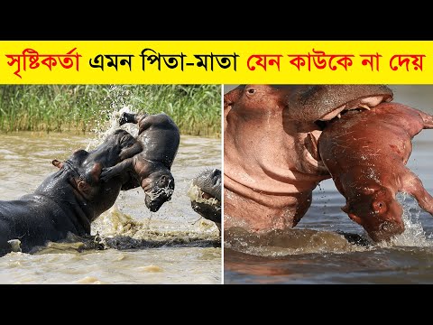 ভিডিও: কেন জলহস্তীকে 