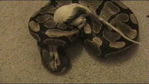 Monty the Python has Dinner