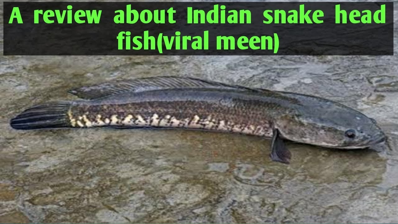 A Review About Indian Snake Head Fish