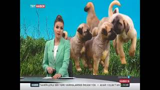 Kangallarımız Yine Haberlerde