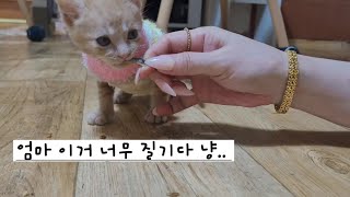 [집사Vlog] 꼬미의 첫 간식 서천 에코리움까지! #daily