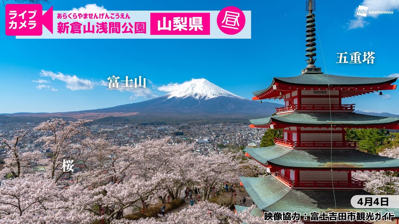 🌸富士山x桜x五重塔ライブカメラ🌸山梨県富士吉田市「新倉山浅間公園