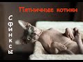 Пятничные котики/подборка с котами/сфинксы