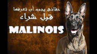 حقائق يجب أ، تعرفها قيل شراء كلب المانيلوا ll Belgian malinois amazing athlete