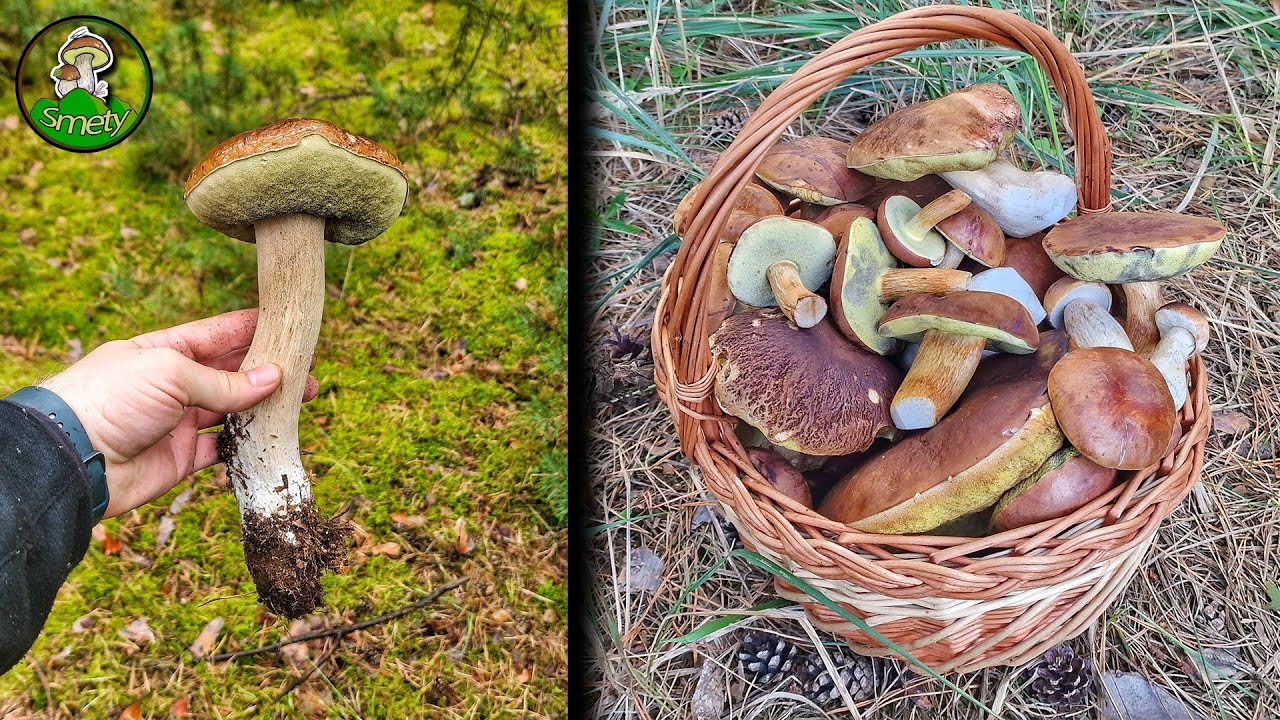 houbaření na JV Moravě * huby houby hríby grzyby 2023