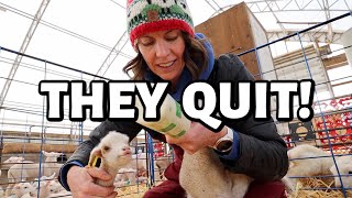 Everyone's QUITTING! ...mama's quit lambing, rams quit loving, cart quits feeding & lambs quit ME.